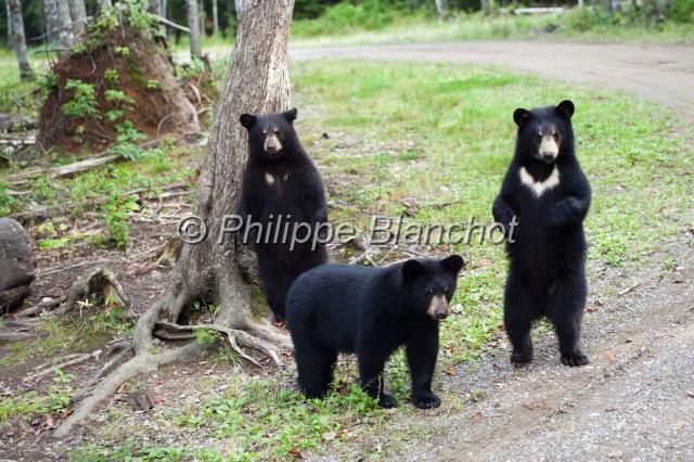 canada nouveau brunswick 27.JPG - Safari de l'ours noir, Little, Big Bear SafariAcadieville, Nouveau-Brunswick, Canada
